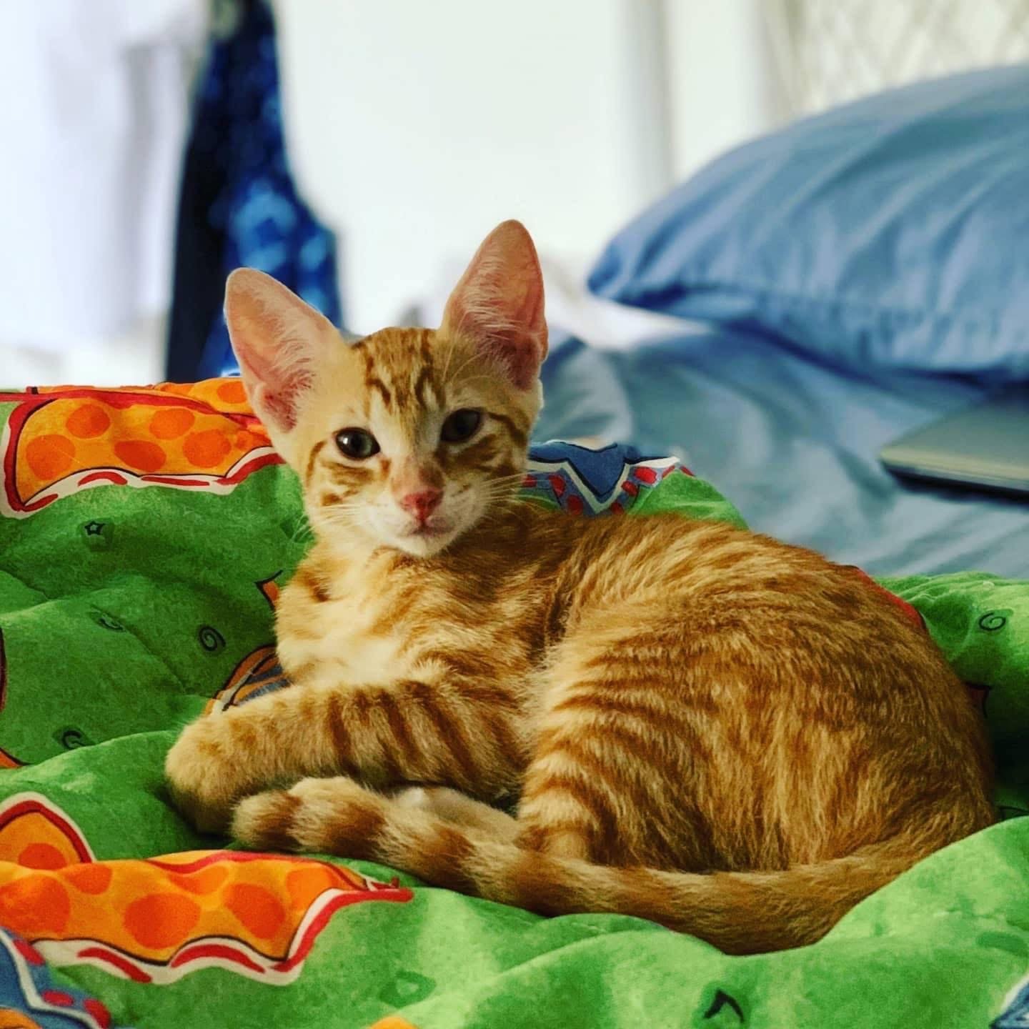 Rescue animal from Ocean Acres